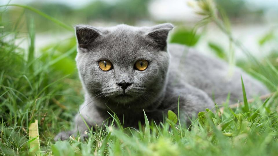 Scottish fold cat lying in the grass