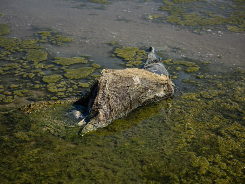 This photograph taken on August 28, 2022, shows a dead dolphin at the Limans Tuzly Lagoons National Nature Park, near the village of Prymorske, amid the Russian invasion of Ukraine.
