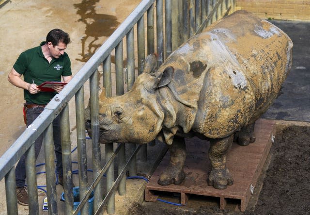 Beluki, a greater one-horned rhinoceros, with keeper Phil Curzon