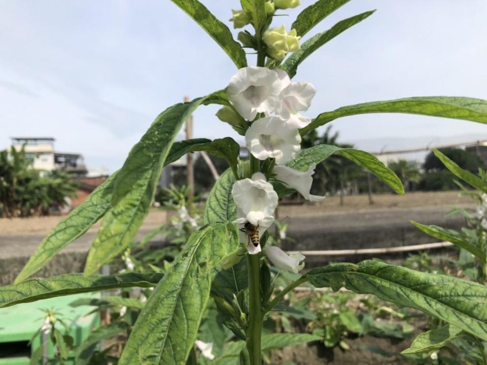 西港區種植的胡麻現正開花，白色小花展現萌樣，就連蜜蜂也被吸引。(記者盧萍珊攝)