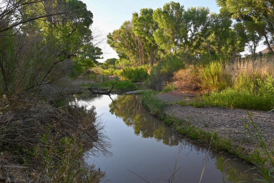 Cottonwood trees are reflected in the San Pedro River in June 2021.