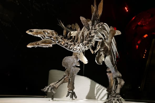 Stegosaurus skeleton finds new home