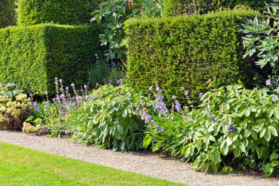 Yew trees can be shaped into hedges (Alamy/PA)