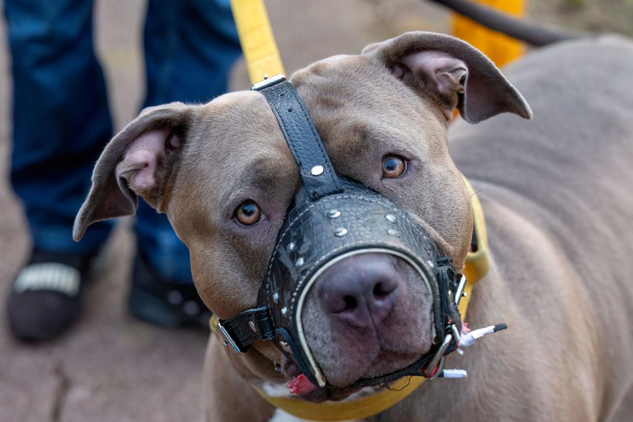 Milton Keynes,UK 31st jan 2024. Bonnie the two year old XL Bully out for a walk wearing a muzzle in order to comply with the new legislation.. credit: Sue Thatcher/Alamy Live News