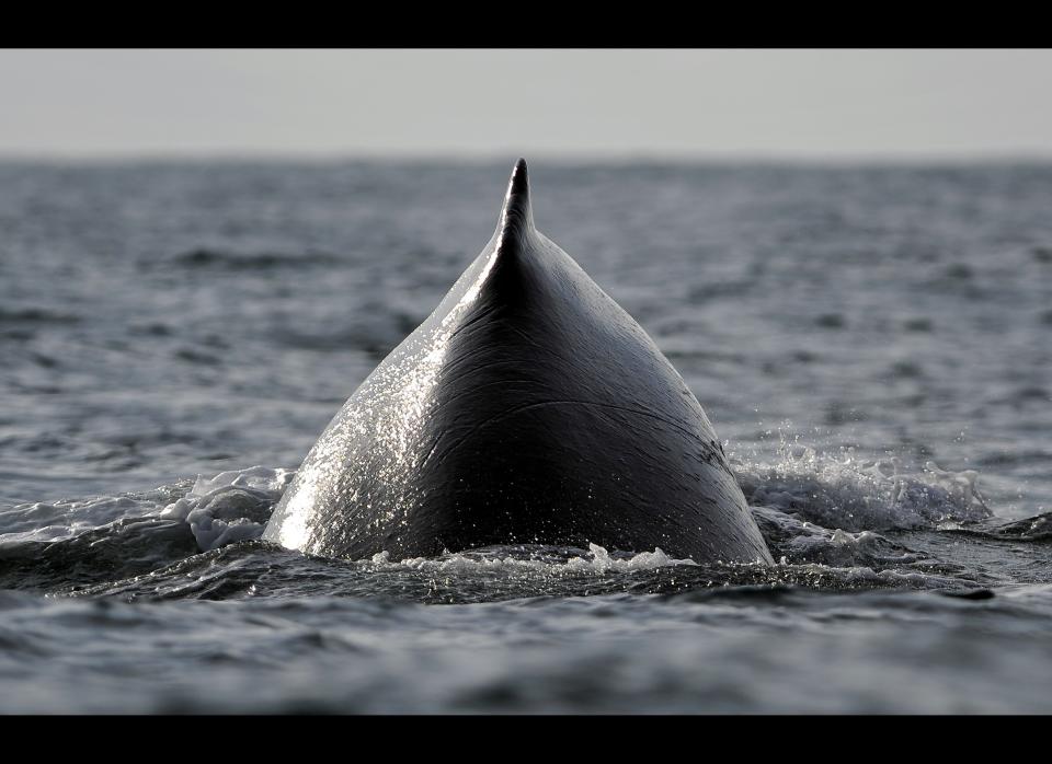 A humpback whale emerges from the surface of the Pacific Ocean at the Uramba Bahia Malaga natural park in Colombia, on July 22, 2011. (LUIS ROBAYO/AFP/Getty Images)