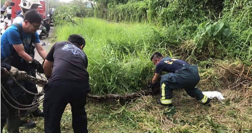 消防人員合力圍捕這條百斤大巨蟒，要４、５個人合力才抬得動。（圖／消防局提供）