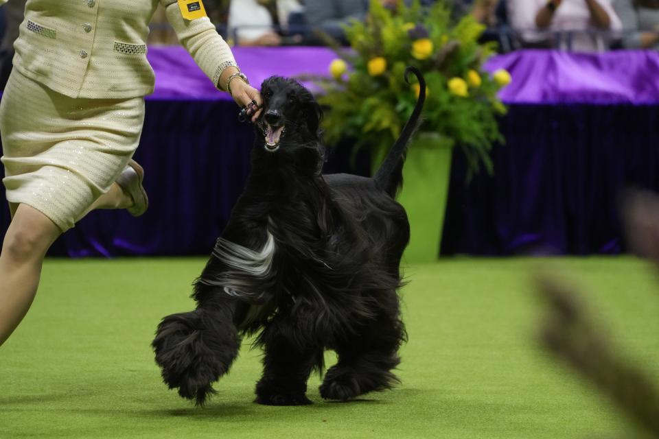 Louis, winner of the Hound Group competes during the 148th Annual Westminster Kennel Club Dog Show - Best In Show at Arthur Ashe Stadium on May 14, 2024 in Queens, New York.