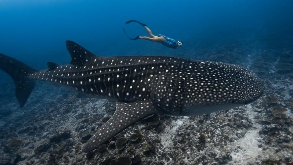 Diver encounters whale shark in the Maldives