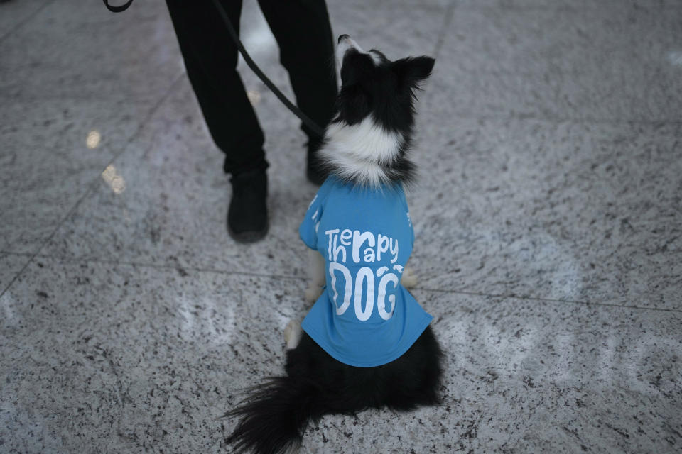 The airport therapy dog Alita wears a uniform while walking with a handler through Istanbul Airport in Turkey, Wednesday, April 3, 2024. Istanbul Airport has made five new hires to provide stress-free travel experience for anxious passengers: therapy dogs that are ready to offer support with snuggles, belly rubs and sloppy kisses. (AP Photo/Khalil Hamra)