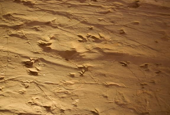 Between 3,000 and 4,000 fossilized dinosaur footprints were found in Central Australia