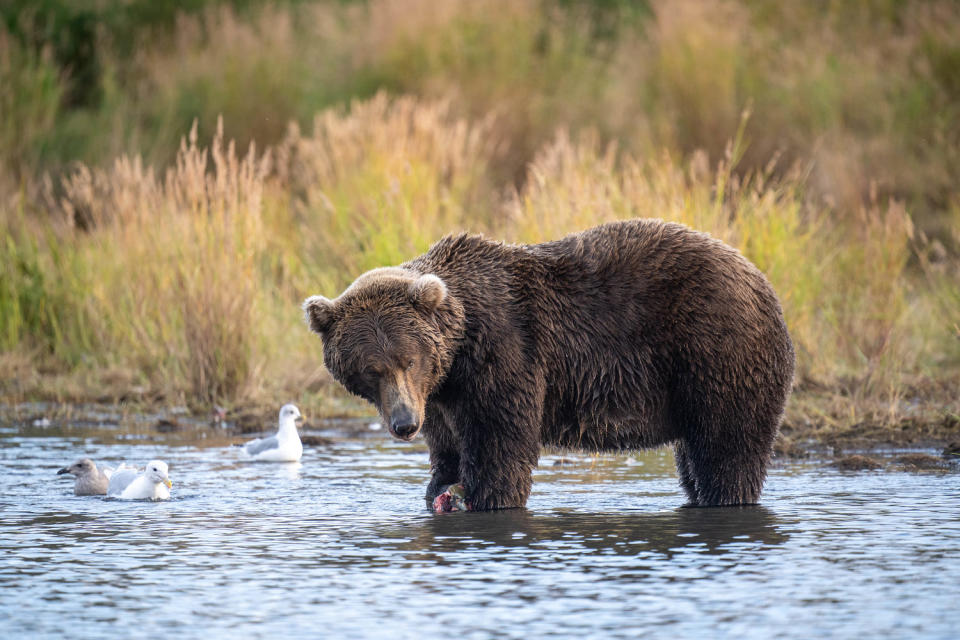 A brown bear fishes in a shallow part of a river as three seagulls look on nearby. (Courtesy K. Moore / NPS)