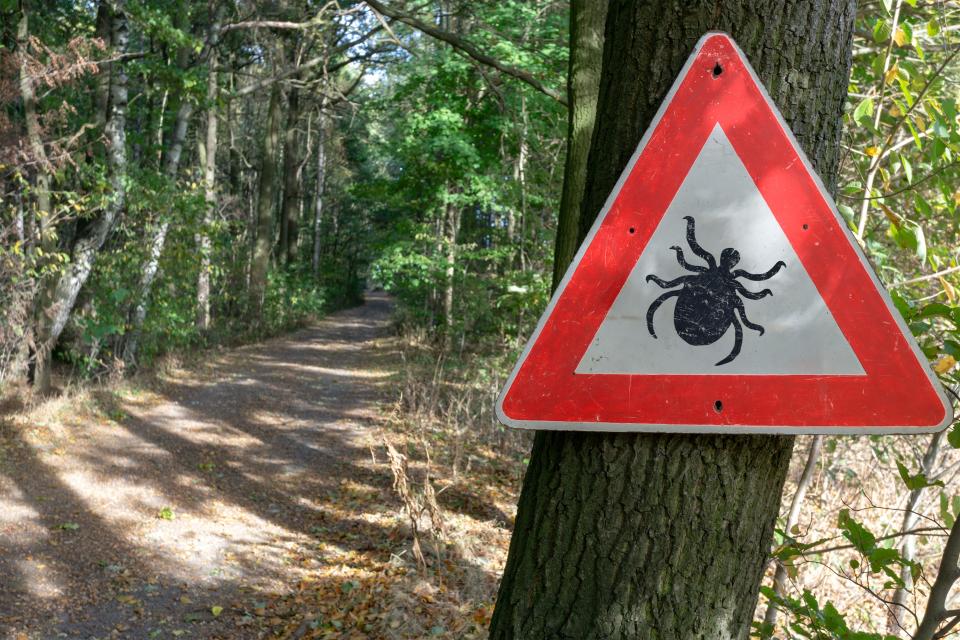 tick insect warning sign in forest