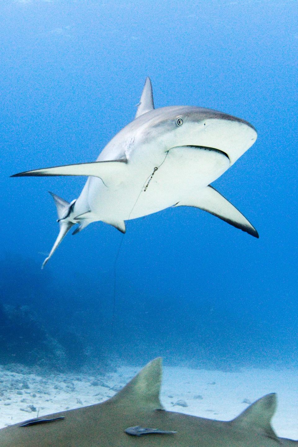 Spinner shark.