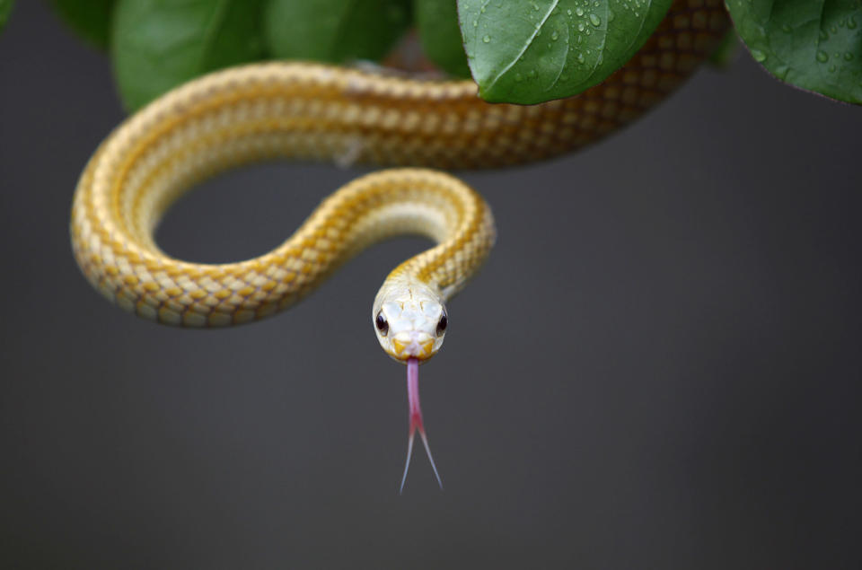 A snake is seen at the snake farm in Zisiqiao village, Zhejiang Province June 15, 2011. REUTERS/Aly Song