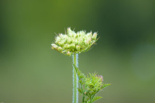 <p>Silviu Carol Cenusa / Getty Images</p> Queen Anne's lace has a hairy stem