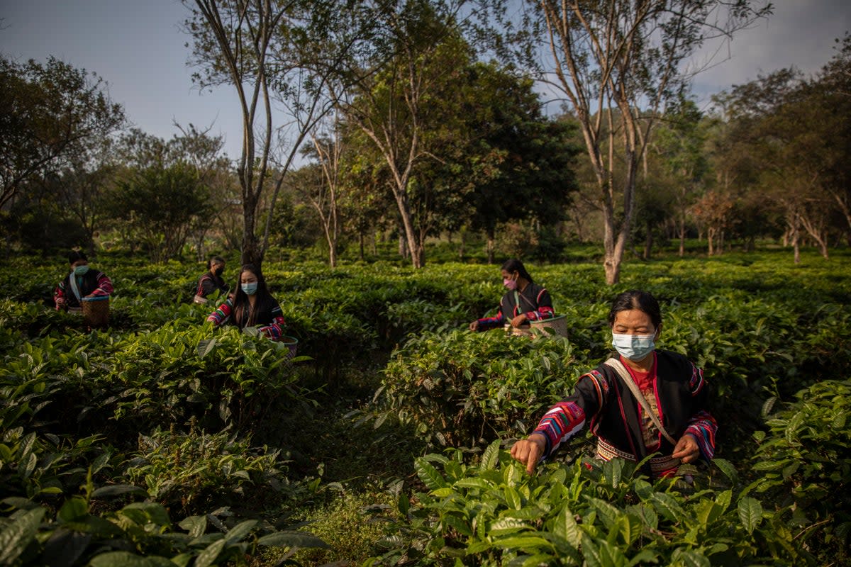 The tea plant extracts fluoride from soil, which then accumulates in its leaves (Getty Images)