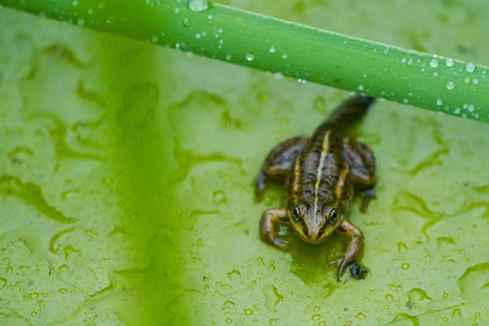 The northern pool frog has a bright green or yellow stripe down the back (Jacob King/PA) (PA Wire)