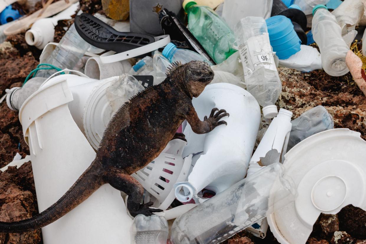 <span>A marine iguana rests on a mound of plastic litter on a reef, in Santa Cruz, in the Galápagos islands.</span><span>Photograph: Joshua Vela Fonseca/The Guardian</span>