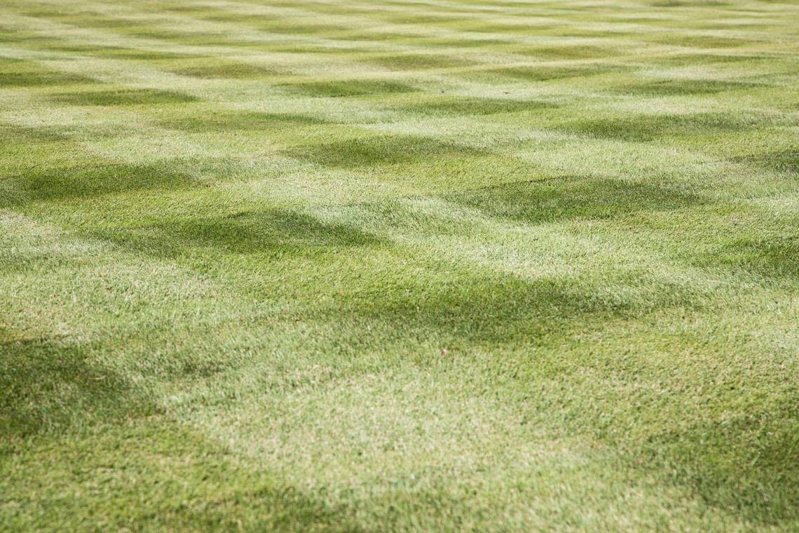 Readers of The State newspaper told us which lawns they think are the best around Columbia, South Carolina. This lawn in the north Columbia neighborhood was photographed on Friday, October 7, 2022. Joshua Boucher/jboucher@thestate.com