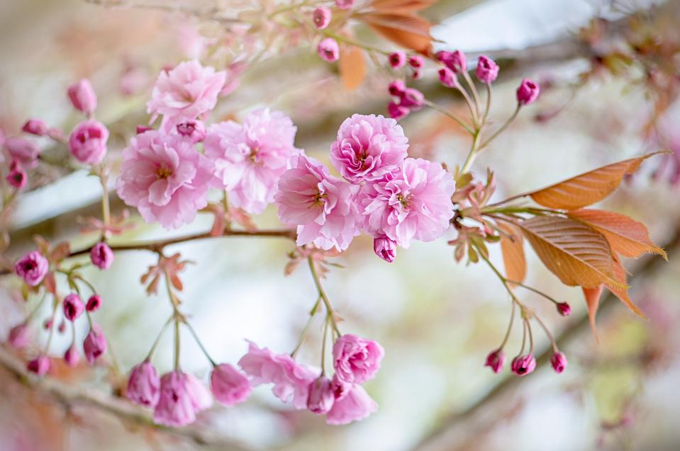 Kanzan cherry tree