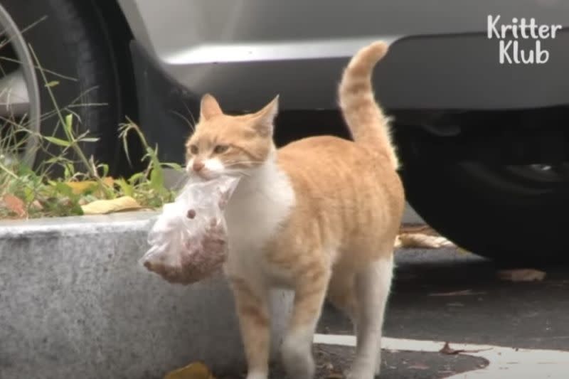 ▲韓國的這隻浪貓每次都會外帶食物，引起人們的注意。（圖／Youtube：Kritter Klub）