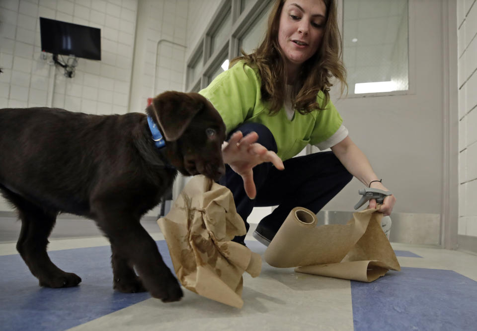 In this Jan. 8, 2019, photo, inmate Caitlin Hyland cleans up after a chocolate lab puppy peed on the floor at Merrimack County Jail in Boscawen, N.H. The New Hampshire jail is the first in the state to partner prisoners with the "Hero Pups" program to foster and train puppies with the goal of placing them with military veterans and first responders in need of support dogs. (AP Photo/Elise Amendola)