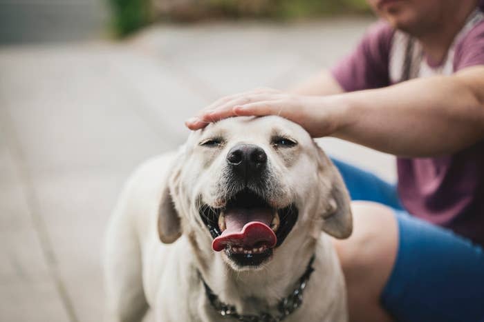 Person petting a content yellow Labrador retriever, focus on the dog's happy expression