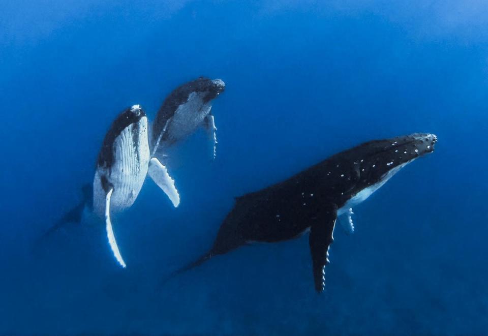 PHOTO: Humpback whales in Moorea (STOCK IMAGE/Getty Images)