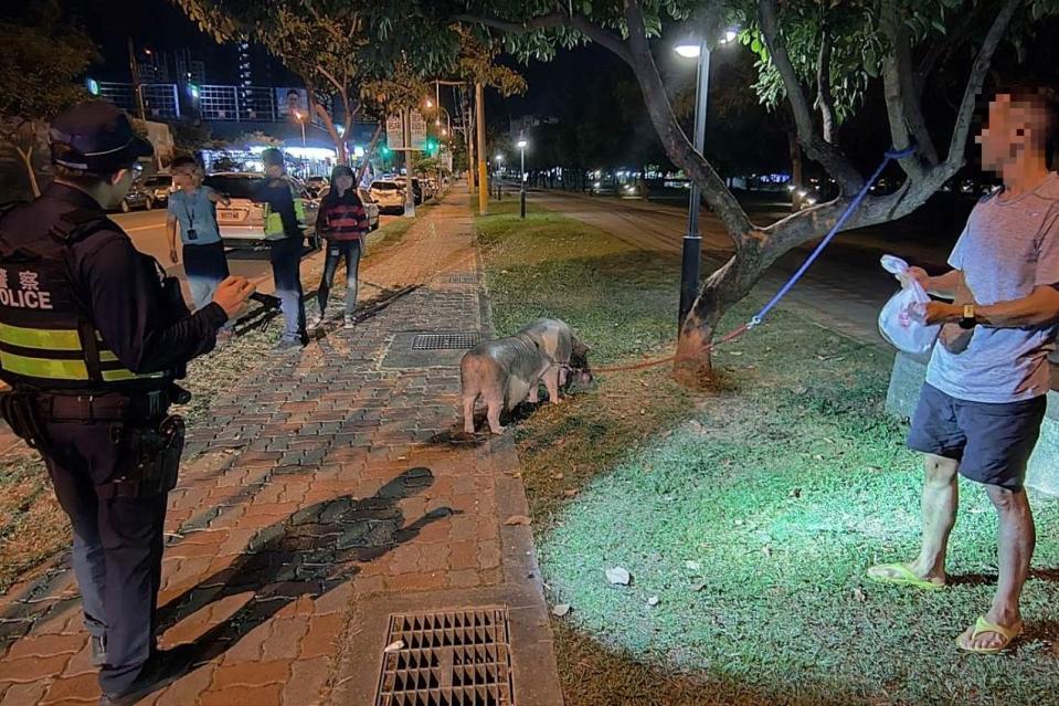 警方協助看顧寵物豬待飼主返回。(圖/記者江雁武翻攝)