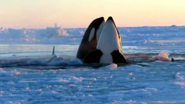 Killer Whales Trapped Under Sea Ice