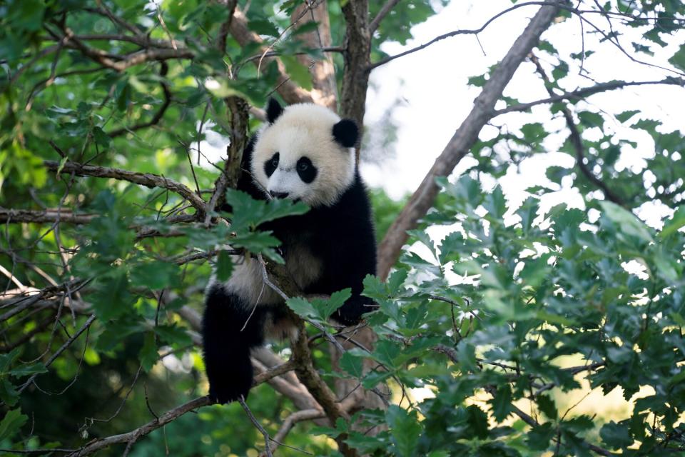 giant panda cub Xiao Qi Ji