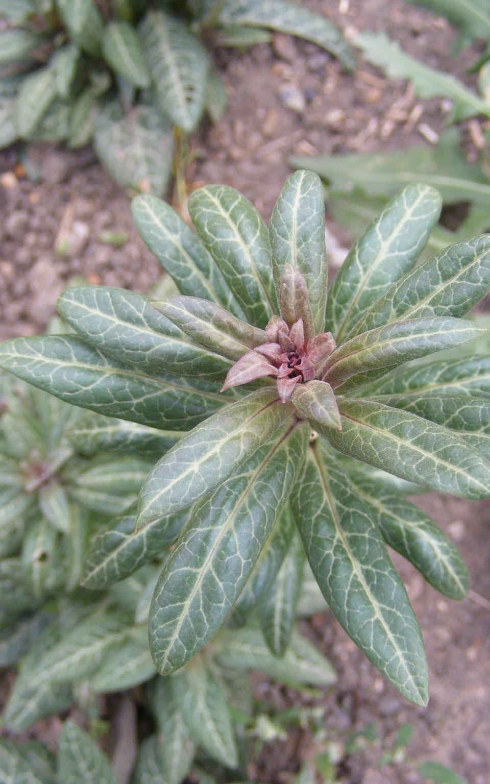 Lysimachia minoricensis which is extinct in the wild  - Kew Gardens