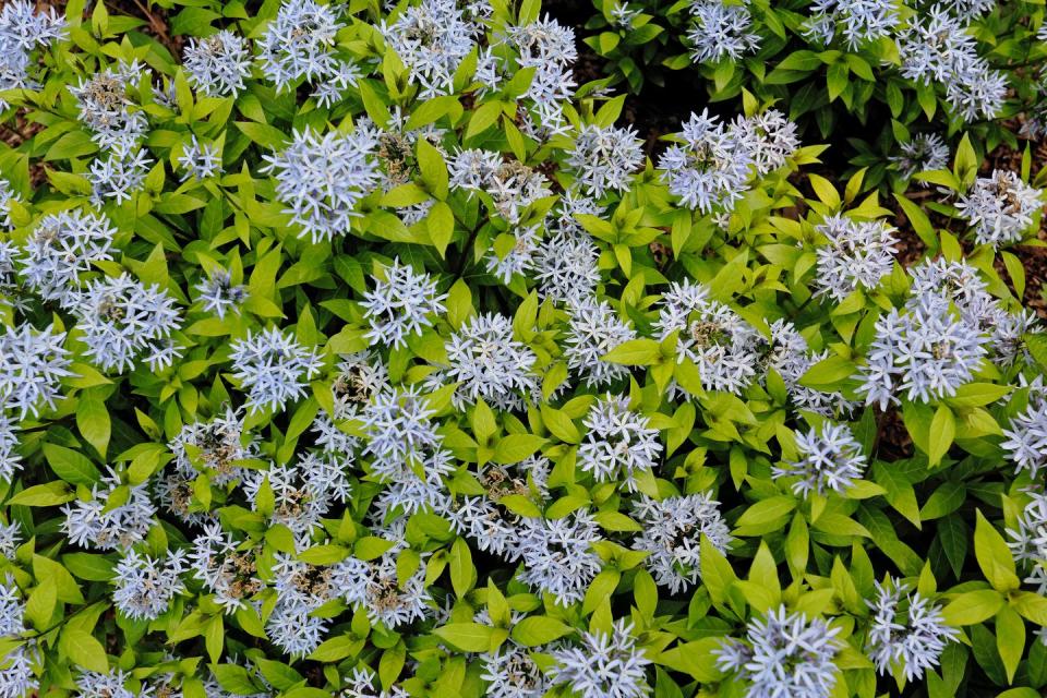 amsonia short stack apocynaceae