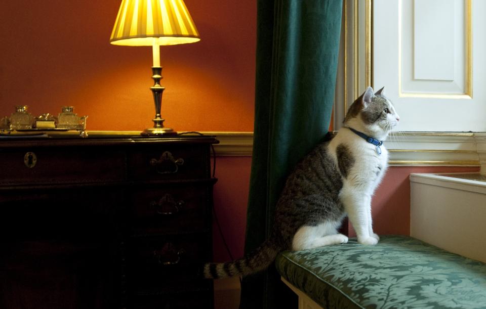 FILE - In this Tuesday Feb. 15, 2011 file photo, Larry, Downing Street's new official rat catcher, looks out of a window in the Prime Minister's residence in London, shortly after his arrival. Monday, Feb. 15, 2021 marks the 10th anniversary of rescue cat Larry becoming Chief Mouser to the Cabinet Office in a bid to deal with a rat problem at 10 Downing Street. (Mark Large/Pool photo via AP, file)