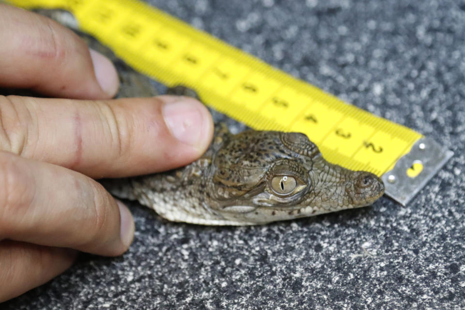 Wildlife biologist/crocodile specialist Michael Lloret demonstrates how he measures a baby crocodile that came out a crocodile nest on one of the berms along the cooling canals next to the Turkey Point Nuclear Generating Station, Friday, July 19, 2019, in Homestead, Fla. The 168-miles of man-made canals serve as the home to several hundred crocodiles, where a team of specialists working for Florida Power and Light (FPL) monitors and protects the American crocodiles. (AP Photo/Wilfredo Lee)