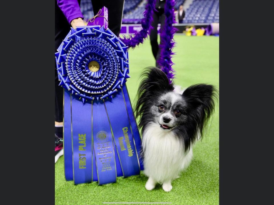 Purchase took first place in the agility championship in the 8-inch dog division at the Westminster Kennel Club dog show in New York Saturday, May 6, 2023. Purchase was guided through the course by Carol Kelly of Portsmouth, its owner.