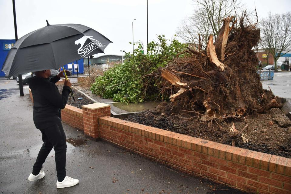 A tree in south London uprooted by Storm Dennis (PA)