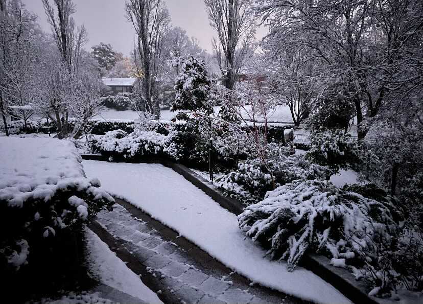 Snow blanketed a backyard in Orange in NSW's Central West. Source: Yahoo News Australia/supplied