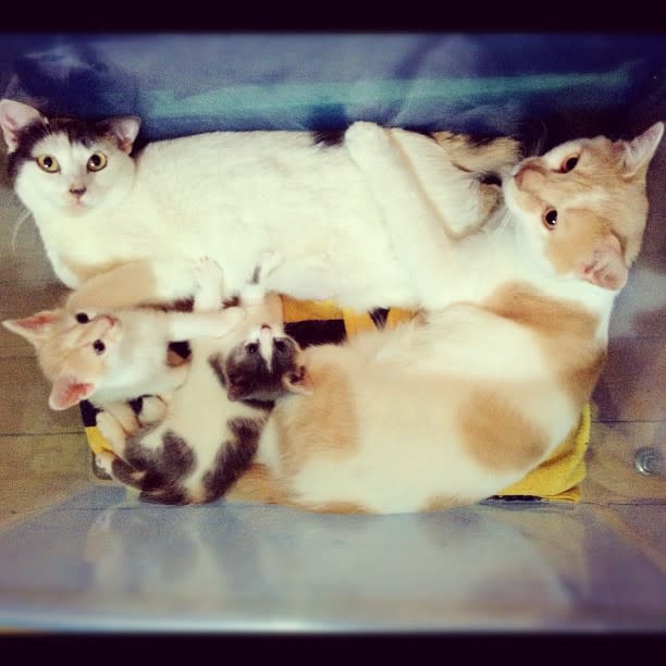 6. Cat Family