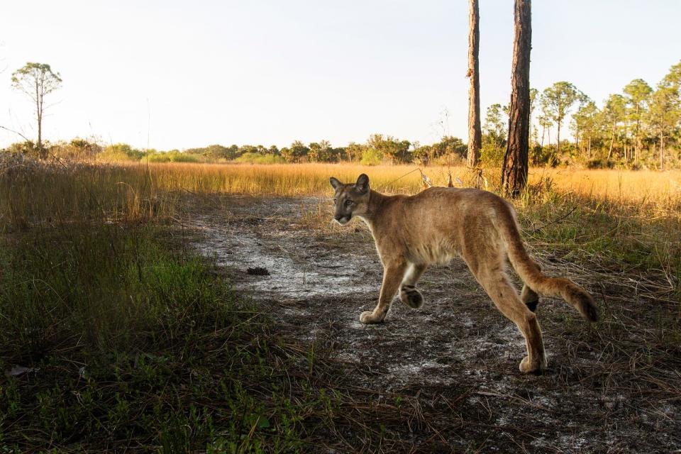 A Florida panther strolls past a camera trap set up at the Corkscrew Regional Ecosystem Watershed  at 4:15 p.m.  on January 15, 2019. Wildlife biologists believe this is the mother of a pair of kittens that are now being raised at ZooTampa at Lowry Park. It is believed that this panther had the kittens on CREW lands near Pepper Ranch. She was monitored with game cameras and it was noticed that she was having an issue walking. She was captured and had to be eventually euthanized because she was diagnosed with a neurological condition that is affecting some of the big cats. Thew kittens are not showing signs of the condition but will spend the rest of their lives in captivity. They will eventually be housed at the White Oak Conservation facility. 