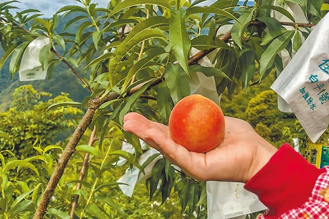 尖石鄉後山水蜜桃今年約有1成遭猴害，傳出用「噴漆」防猴害最有效。（羅浚濱攝）