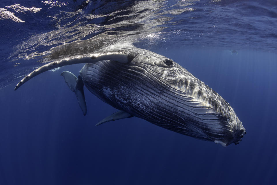 whale swimming under water