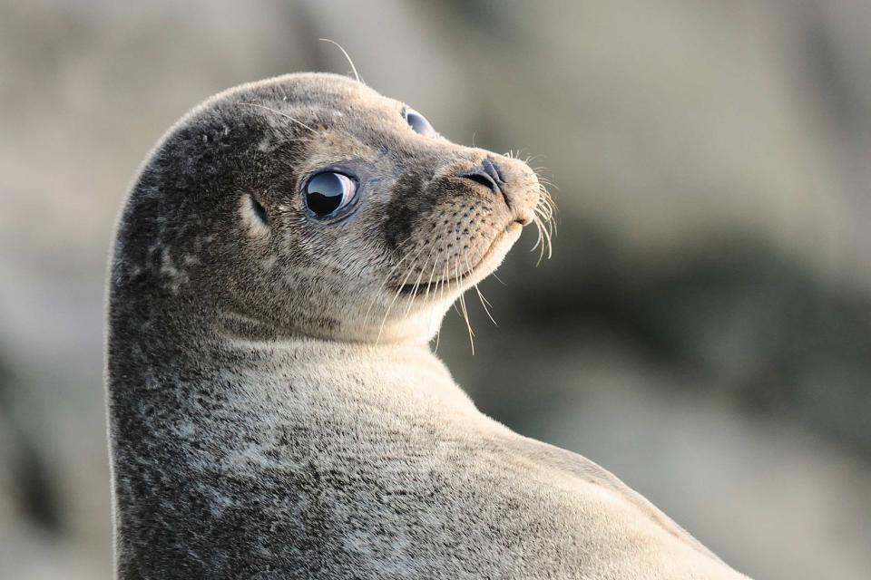 Highly Commended In Portrait Category: 'Over The Shoulder Seal', by John Moncrieff, taken in Troswick, Shetland Islands