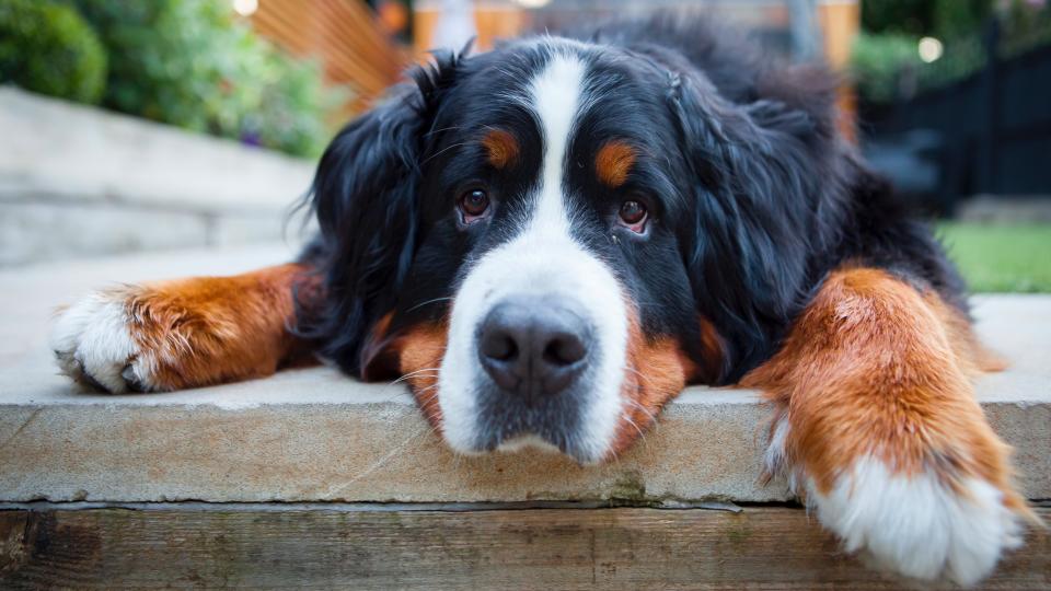 Bernese Mountain Dog lying down on deck