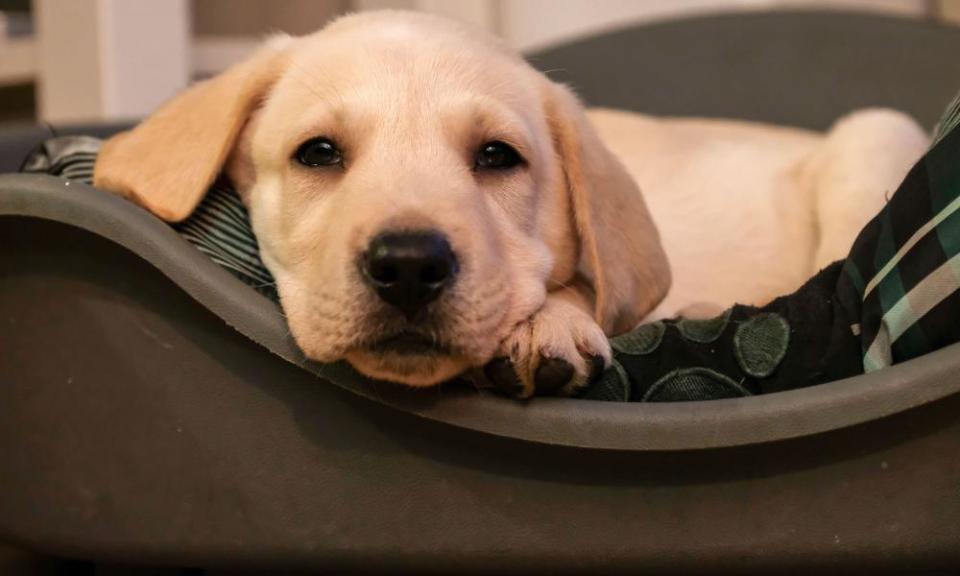 A labrador retriever puppy.