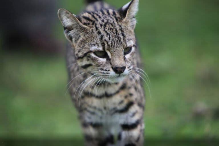 Un gato montés en el Parque Nacional Lanín