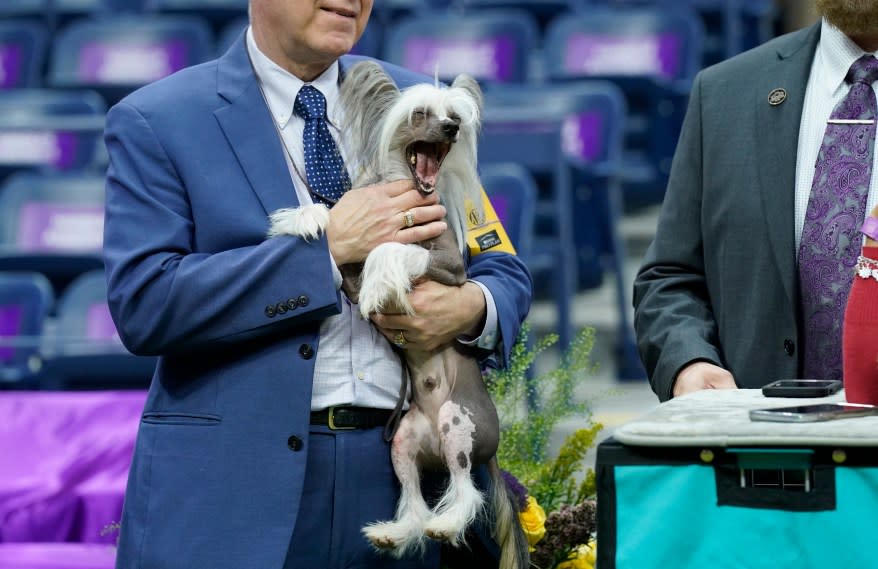 The 148th Annual Westminster Kennel Club Dog Show presented by Purina Pro Plan at the USTA Billie Jean King National Tennis Center on Monday, May 13, 2024 in New York City.