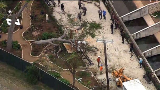 PHOTO: A tree fell at the San Antonio Zoo, injuring guests, on March 15, 2023, in San Antonio, Texas. Seven people were hospitalized. (KSAT)