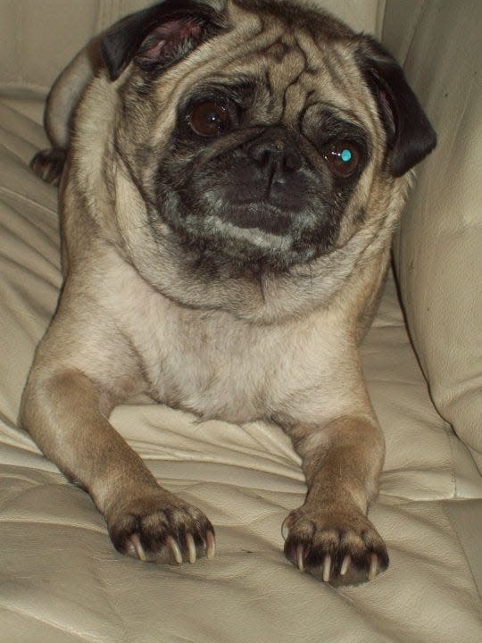 Kathleen Culpepper's pug was also seriously injured in the attack.