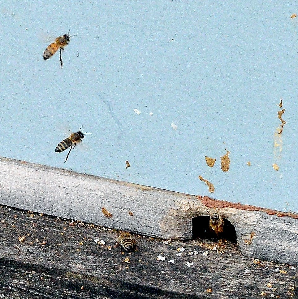 A hive of honey bees were active on a warm February day in North Central Ohio.